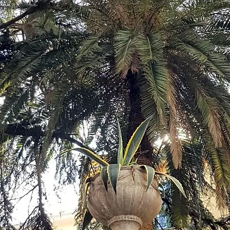 Il Cedro